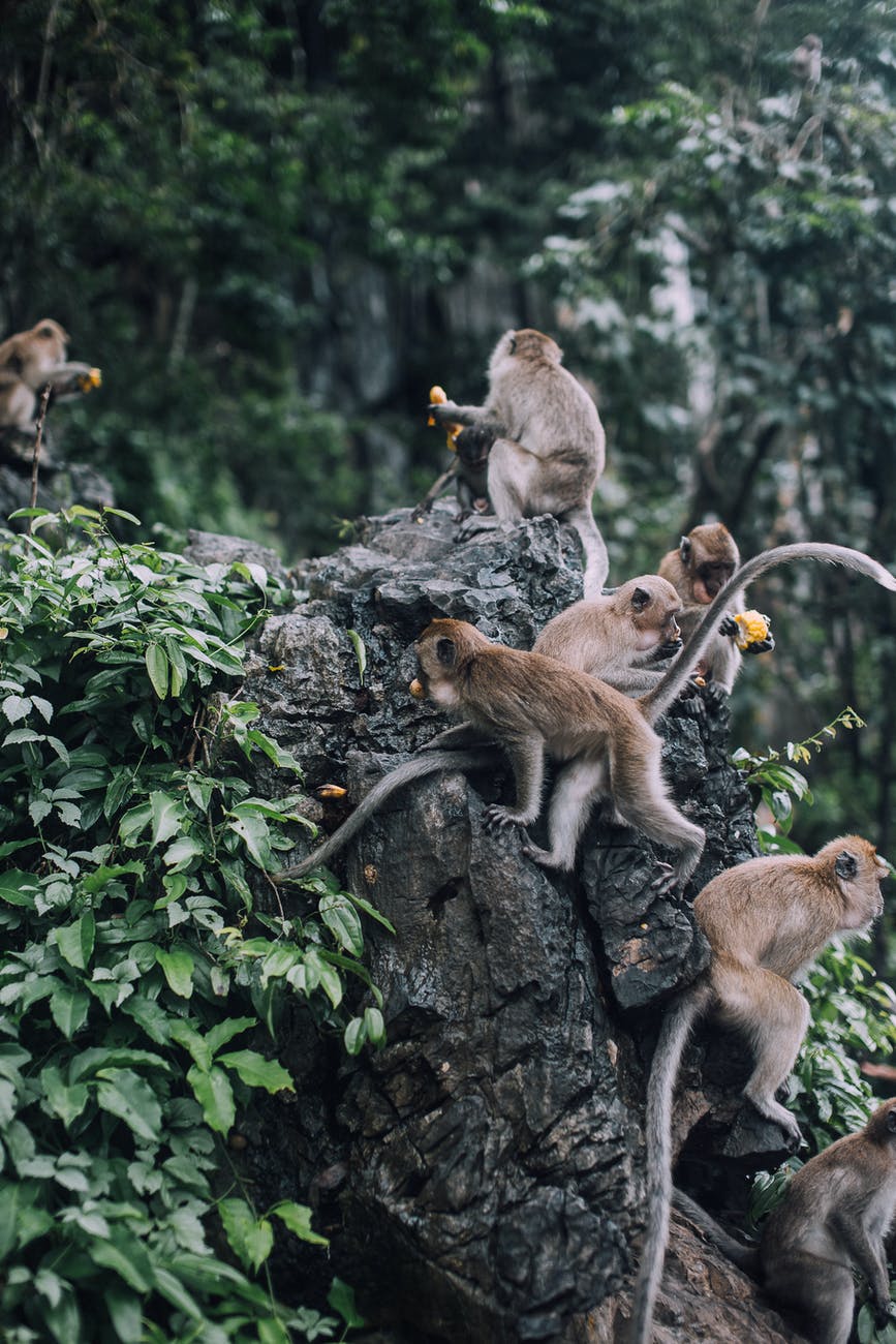 climbing team of monkeys in the wild