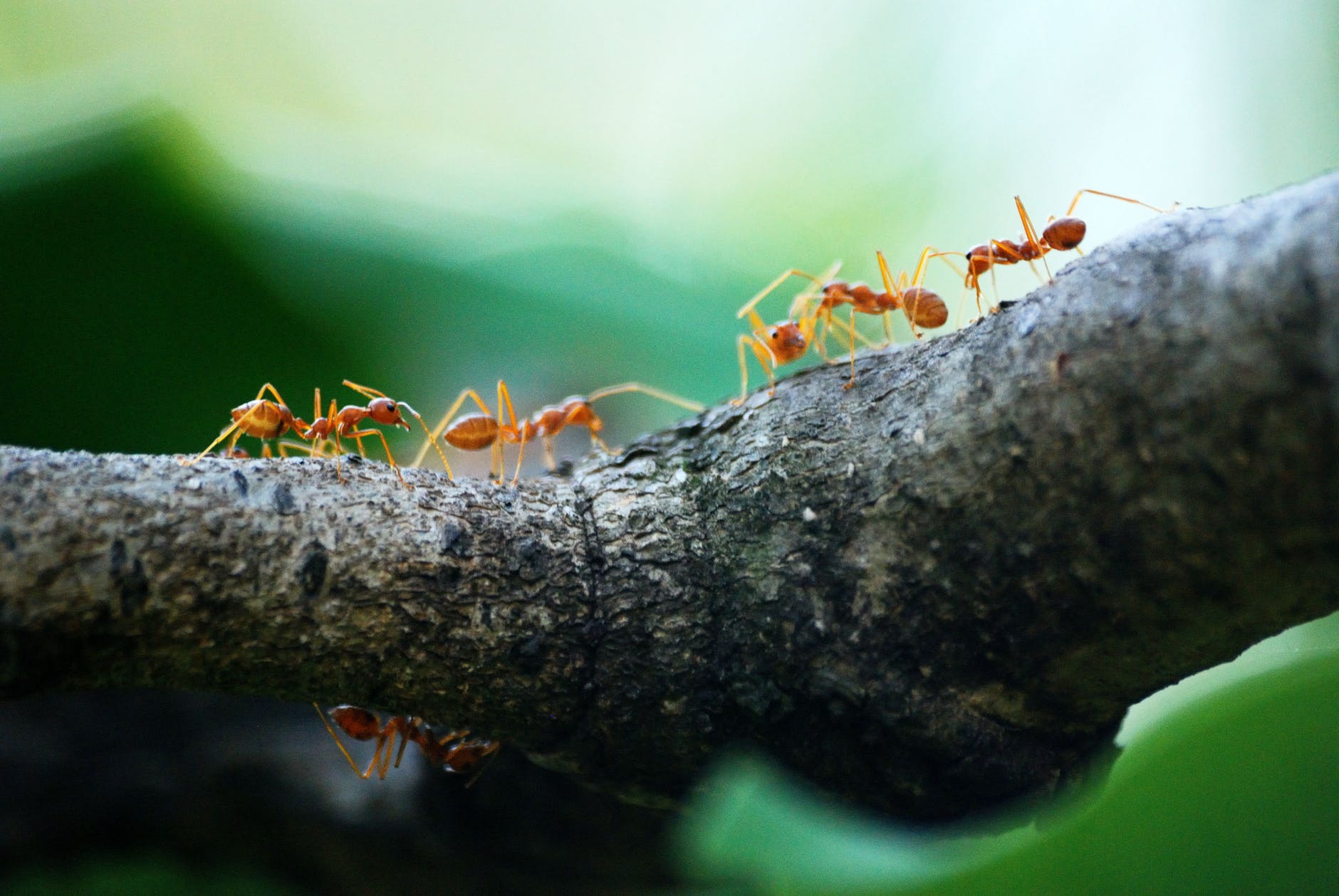 ants team